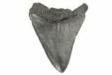 Serrated, Fossil Megalodon Tooth - South Carolina #187787-1